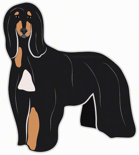Side view - a drawing of a large breed black and tan dog with white patches and a very long flowing coat that reaches the ground with long ears that hang down to the sides standing.